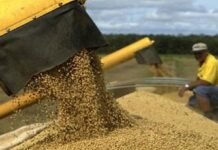 Mal año para la producción sojera, deja de inyectar US$ 1.300 millones a la economía del país