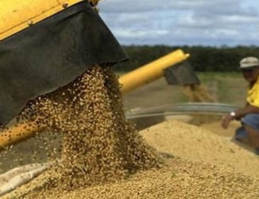 Mal año para la producción sojera, deja de inyectar US$ 1.300 millones a la economía del país