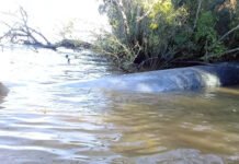 Apareció una ballena en Escobar y murió por no soportar aguas dulces