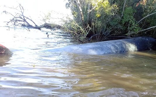 Apareció una ballena en Escobar y murió por no soportar aguas dulces