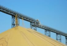 Argentina industrializa mas del 80% de su producción sojera