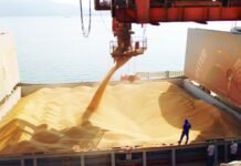 Proyectan record de stocks globales de soja para 2019/2020