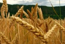 Bolivia es el nuevo destino para trigo paraguayo