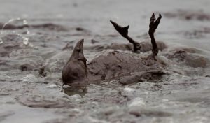 Aves muertas debido a la contamintación producida por derrames en el Golfo de Mexico