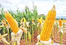 Exportación de Maíz creció 123% en el 2019