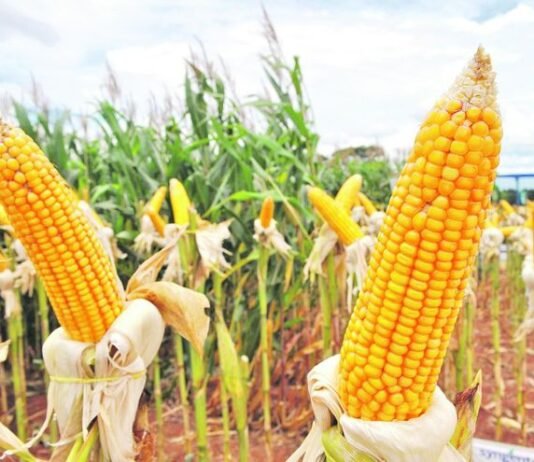 Exportación de Maíz creció 123% en el 2019