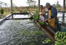 Paraguay podría convertirse en potencial exportador de frutas