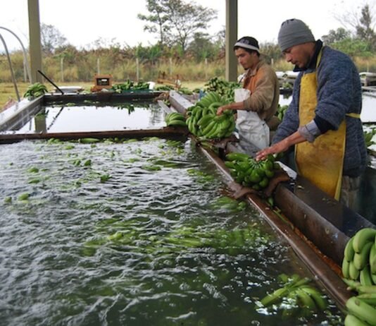Paraguay podría convertirse en potencial exportador de frutas