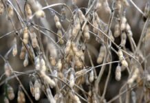 La soja alcanzó los $ 15.000 en el mercado de granos de Rosario