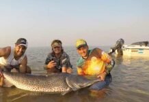 Capturan, marcan y devuelven un surubí de 70 kilos en Paso de la Patria