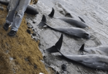 Encuentran al menos 17 delfines muertos en el Océano Índico debido al derrame de petróleo