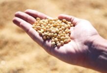 Ranking de los 10 mayores exportadores del Paraguay