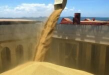 Argentina exportó por 46.556 millones de dólares este año: los complejos de soja, maíz y trigo representaron el 43%