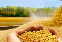 Brasil es el segundo destino de envío de soja paraguaya debido a la guerra comercial entre EE.UU. y China