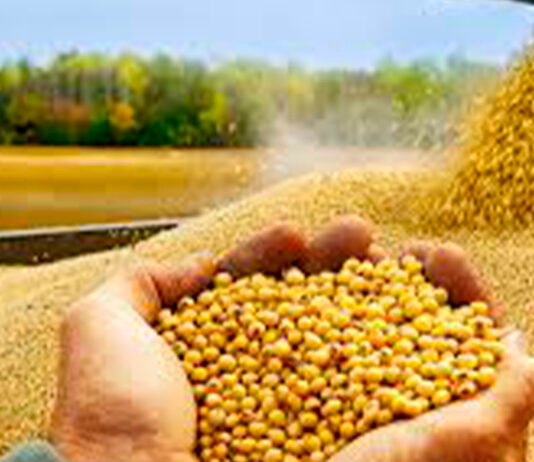 Brasil es el segundo destino de envío de soja paraguaya debido a la guerra comercial entre EE.UU. y China