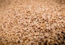 La exportación de sésamo inicio hace mas de 25 años en el Paraguay, conquistando el mercado Japonés