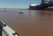 Apareció una ballena jorobada en Nueva Palmira: mide unos 10 metros y está «en buen estado de salud»