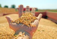 Repunte de precio de la soja aumentó ingreso de divisas pese a menor exportación