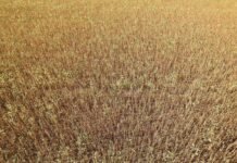 USDA: La producción mundial de soja aumentará en 2021/2022 un 6,2%