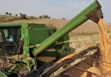 Paraguay exportó a México US$ 80 millones en granos durante la pandemia