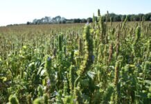 Japón reduce controles a las exportaciones de chía paraguaya