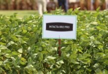 Bayer abandona el negocio de semillas y biotecnología de soja en Argentina