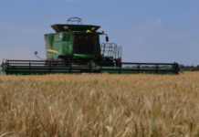 Exportación de cereales ingresó US$ 148,9 millones más hasta octubre