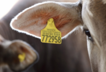 Precio del Novillo Mercosur sigue en alza: se posiciona en US$ 3,86 a la carne