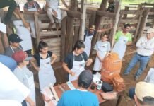 Apuntan a mayor eficiencia en producción de carne con la inseminación artificial