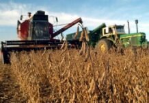 Paraguay producirá 10,5 millones de toneladas de soja