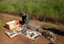 Pesca ilegal en el río Paraná: secuestran 16 bogas y cañas