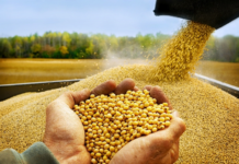 Paraguay tuvo superávit comercial de USD 941 millones al cierre del 2021