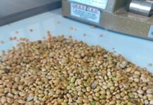 Producción sojera bajaría un 30% debido a la sequía