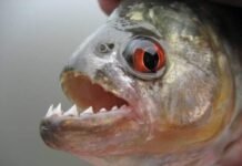 Pirañas atacan a bañistas en pleno río Paraguay