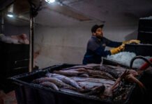 El SOMU pide un 60 por ciento en la paritaria fresquera