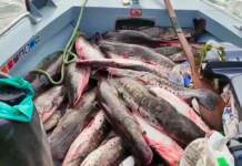 Paraguayos detenidos por pesca depredadora en Porto Murtinho