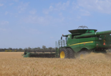 Maíz y trigo cierran con los precios a la baja y soja con leves alzas