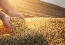 Chicago retoma el sendero alcista en trigo, maíz y soja