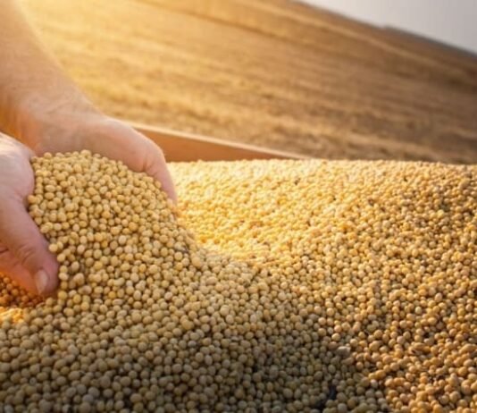 Chicago retoma el sendero alcista en trigo, maíz y soja