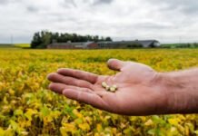 BRASIL ESPERA COSECHA RÉCORD DE SOJA DE 150,36 MILLONES EN 2022/2023: