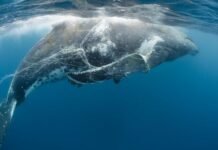 La naviera más grande del mundo cambia sus rutas para proteger a ballenas azules