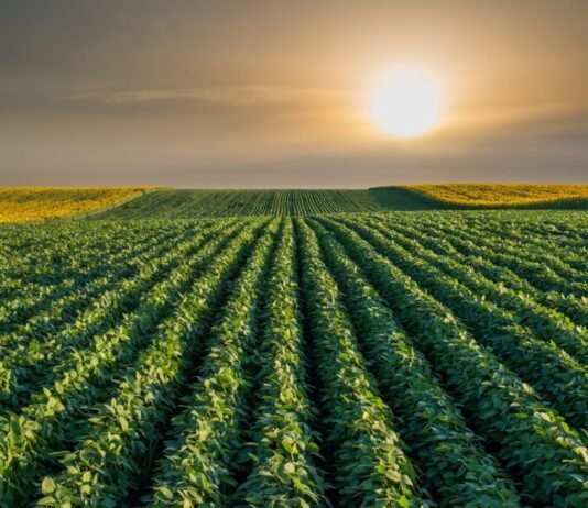 PANORAMA AGRÍCOLA SEMANAL