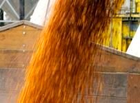 USDA: uso de maíz para etanol combustible en 432 millones de bushels en agosto