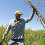 Sésamo paraguayo: más volumen, menos divisas y mayores costos logísticos marcan el escenario 2026