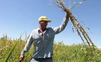 Sésamo paraguayo: más volumen, menos divisas y mayores costos logísticos marcan el escenario 2026