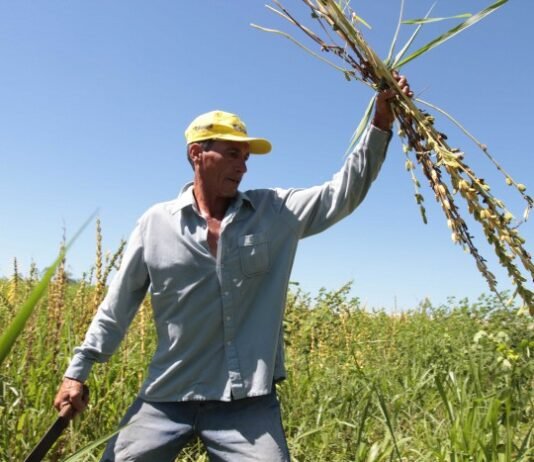 Sésamo paraguayo: más volumen, menos divisas y mayores costos logísticos marcan el escenario 2026
