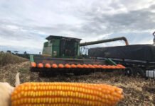 La exportación de maíz supera a la de soja, y alcanzó 3,89 millones de toneladas