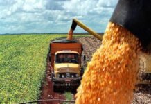 Periodo de zafra genera buen momento para transportistas