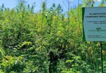 Paraguay exportará a 30 países productos a base de cáñamo industrial