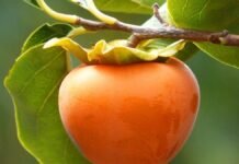 MSC transportó el Primer embarque Caqui desde Paraguay a Europa